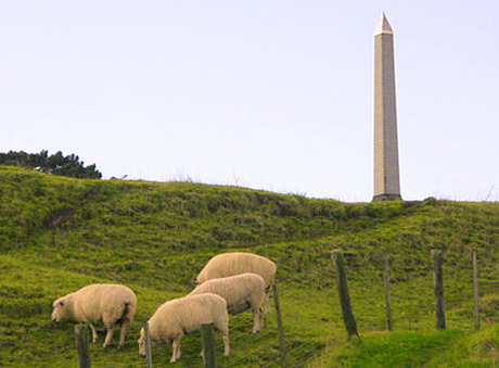 One Tree Hill with sheep
